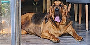 Sultan Thor participe au concours pour gagner de l'argent avec cette photo : dog, large_dog, sleepy, tongue_out, indoor, floor, wooden_floor, sliding_door, glass_door, chair, backpack, furniture, pet, resting, brown_dog, black_and_brown, home, relaxed, animal, canine