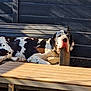dog, great_dane, spotted, resting, sofa, wicker, outdoor, sunlight, relaxed, furniture, table, patio, large_dog, black_and_white, animal, pet, daylight, shadows, headrest, quiet