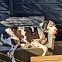dog, great_dane, spotted, resting, outdoor, sofa, wicker, sunlight, shadow, wall, wooden_floor, collar, relaxed, pet, animal, daylight, paws, head, armrest, quiet