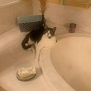 Rory joined the competition — help win amazing prizes! bathroom, bathtub, black_and_white_cat, cat, clean, container, countertop, cream_color, curious, decor, dried_reeds, feline, home, indoor, pet, quiet, relaxed, soap, vase, window