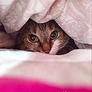 Caline a rejoint le concours — aidez-le/la à gagner de superbes lots ! cat, animal, pet, eyes, blanket, indoors, cozy, cute, feline, hideout, patterned, soft, pink, white, closeup, portrait, face, whiskers, resting, curious