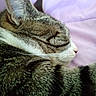 Chippito a rejoint le concours — aidez-le/la à gagner de superbes lots ! cat, tabby, sleeping, close_up, fur, whiskers, ear, nose, purple_background, pet, animal, resting, cozy, cute, domestic_cat, feline, soft_texture, peaceful, indoor, relaxation