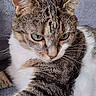Chippito a rejoint le concours — aidez-le/la à gagner de superbes lots ! cat, tabby_cat, close_up, green_eyes, whiskers, fur, pet, animal, domestic_cat, mammal, face, relaxing, lying_down, soft_texture, gray_background, cute, feline, indoor, portrait, resting