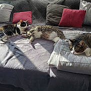 Chippito a rejoint le concours — aidez-le/la à gagner de superbes lots ! cat, cats, couch, blanket, cushion, sunlight, indoor, pet, relaxed, resting, feline, tabby, striped, white, black, pink_pillow, gray_pillow, cozy, home, living_room
