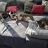 cat, cats, couch, blanket, cushion, sunlight, indoor, pet, relaxed, resting, feline, tabby, striped, white, black, pink_pillow, gray_pillow, cozy, home, living_room