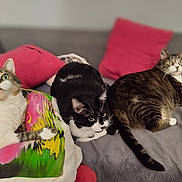 Minetto a rejoint le concours — aidez-le/la à gagner de superbes lots ! cat, cats, tabby_cat, black_and_white_cat, couch, pillow, indoor, pet, animal, fur, whiskers, relaxed, sitting, three_animals, domestic_cat, cute, looking_up, home, cozy, feline