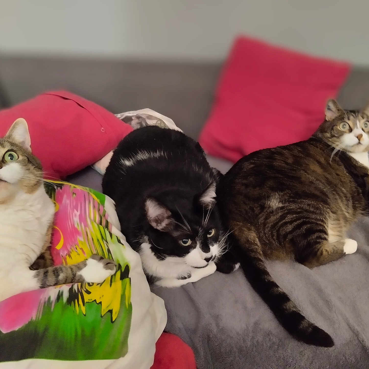 Minetto a rejoint le concours — aidez-le/la à gagner de superbes lots ! cat, cats, tabby_cat, black_and_white_cat, couch, pillow, indoor, pet, animal, fur, whiskers, relaxed, sitting, three_animals, domestic_cat, cute, looking_up, home, cozy, feline