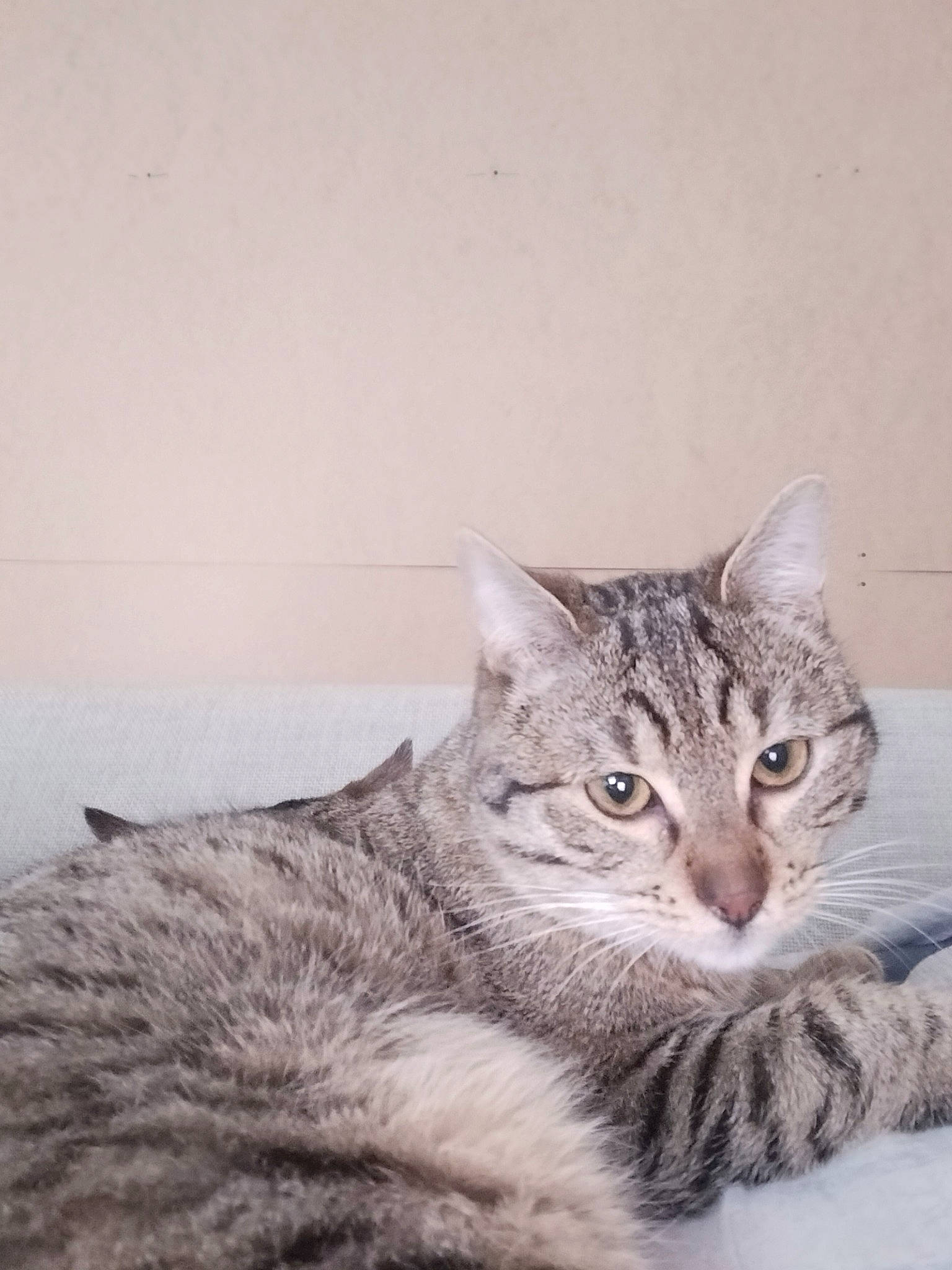 Ragnar Le Puant a rejoint le concours — aidez-le/la à gagner de superbes lots ! carnivore, cat, claw, domestic_short_haired_cat, felidae, fur, grey, paw, small_to_medium_sized_cats, snout, tail, terrestrial_animal, whiskers, window