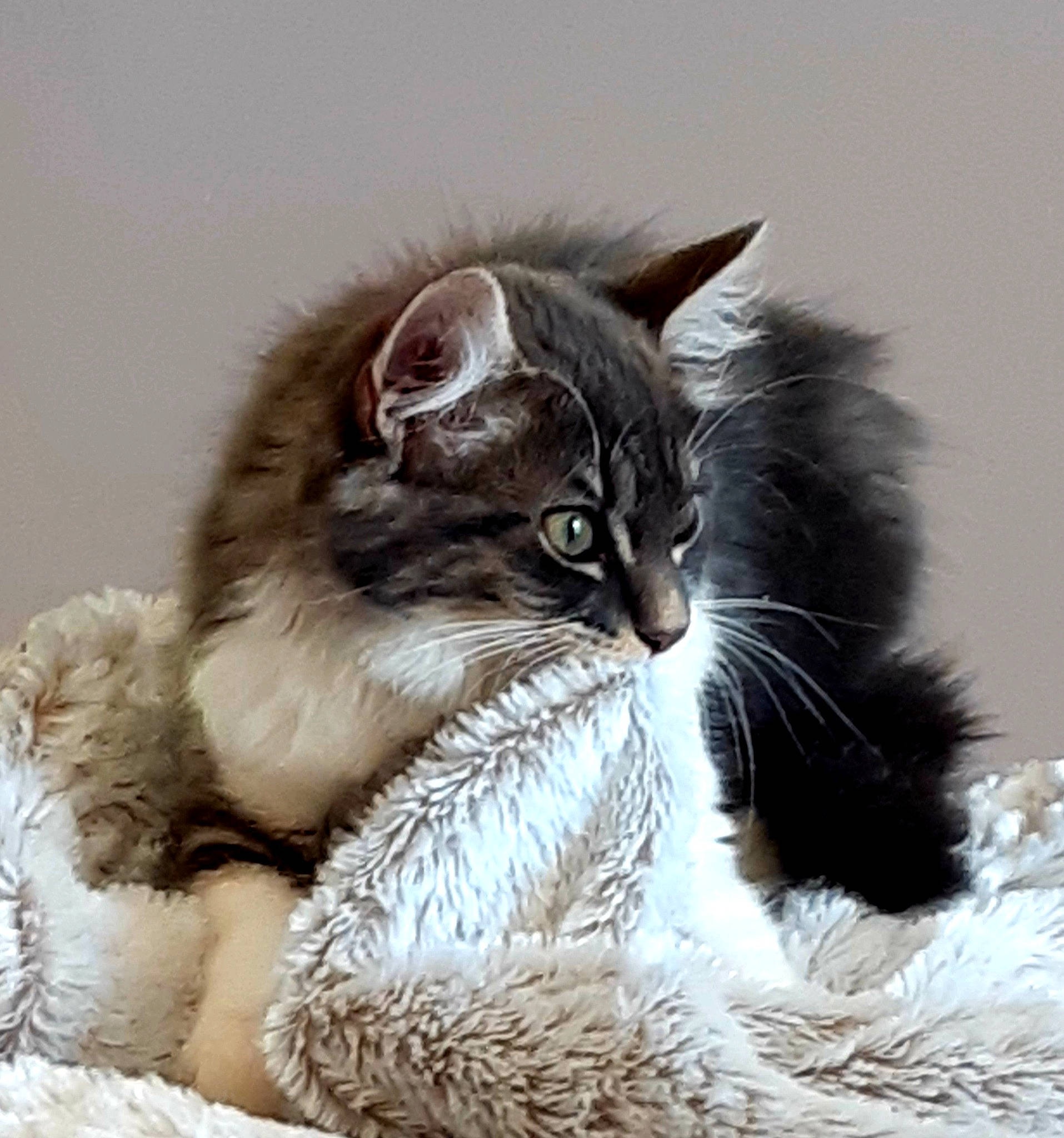 Neko a rejoint le concours — aidez-le/la à gagner de superbes lots ! art, carnivore, cat, claw, comfort, domestic_short_haired_cat, felidae, fur, monochrome_photography, natural_material, paw, sitting, small_to_medium_sized_cats, snout, tail, terrestrial_animal, whiskers, wildlife, winter