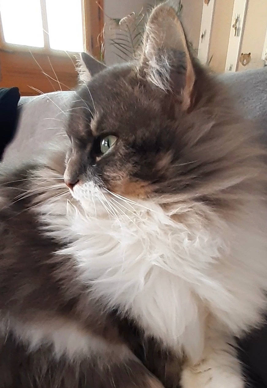 Neko participe au concours pour gagner de l'argent avec cette photo : british_longhair, carnivore, cat, comfort, felidae, fur, small_to_medium_sized_cats, snout, tail, terrestrial_animal, whiskers, window