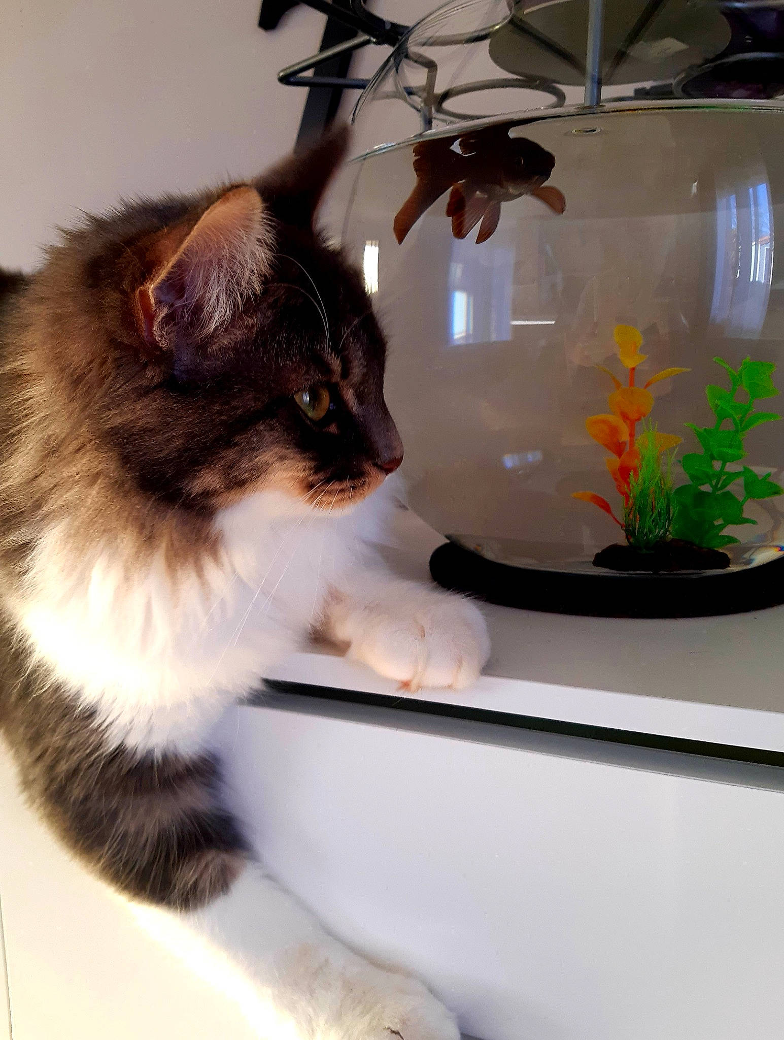 Neko participe au concours pour gagner de l'argent avec cette photo : aquarium, aquatic_plant, carnivore, cat, domestic_short_haired_cat, feeder_fish, felidae, fish, fish_supply, flowerpot, fur, goldfish, pet_supply, plant, small_to_medium_sized_cats, tail, vertebrate, water, whiskers, window