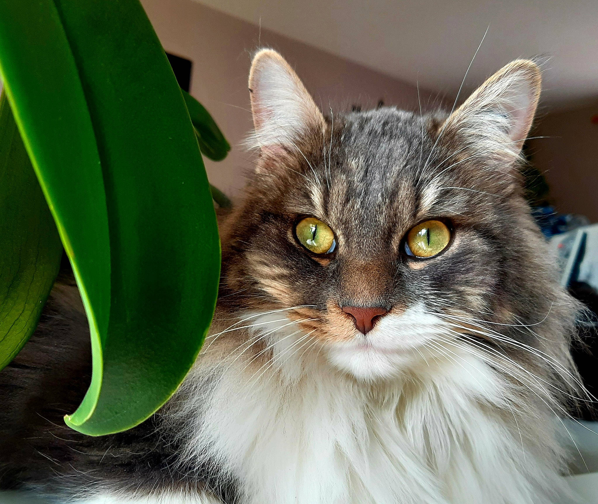 Neko participe au concours pour gagner de l'argent avec cette photo : carnivore, cat, felidae, fur, plant, small_to_medium_sized_cats, snout, terrestrial_plant, whiskers