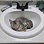 Khloe And Bella joined the competition — help win amazing prizes! bathroom, cat, clean, countertop, curled_up, cute, domestic_animal, faucet, fur, gray_tabby, indoor, kitten, pet, relaxed, resting, sink, small_animal, toiletries, toothbrush, white_sink