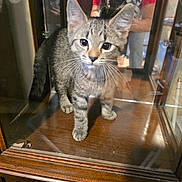 Khloe And Bella joined the competition — help win amazing prizes! animal, cat, close_up, curious, display_case, floor, furniture, glass, indoor, kitten, person, pet, photography, portrait, red_shirt, reflection, tabby, whiskers, wood, young_cat