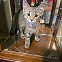 animal, cat, close_up, curious, display_case, floor, furniture, glass, indoor, kitten, person, pet, photography, portrait, red_shirt, reflection, tabby, whiskers, wood, young_cat