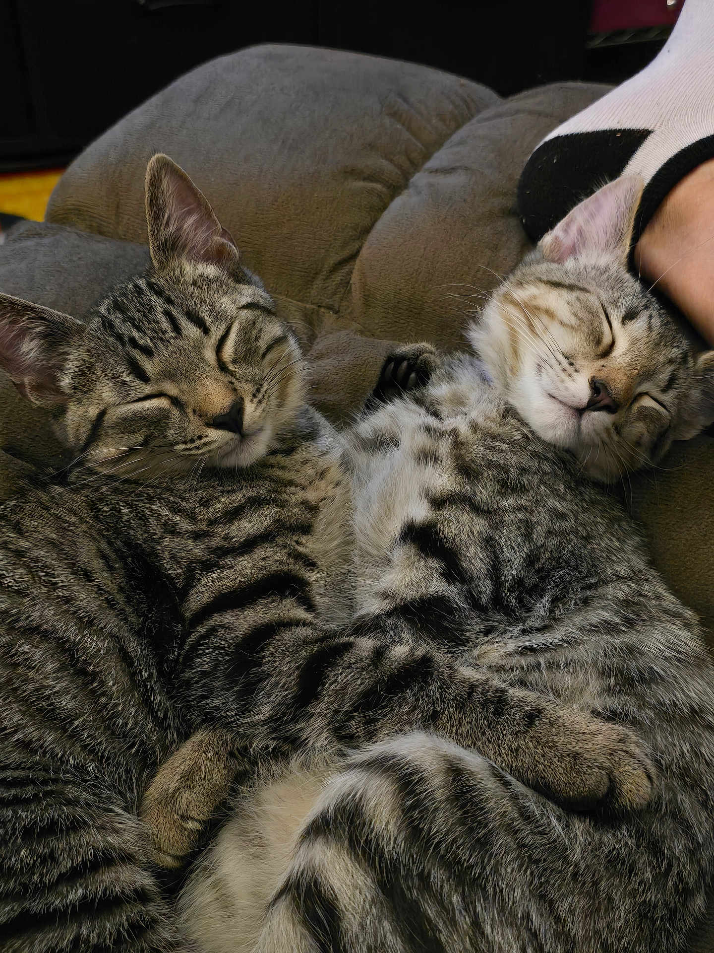 Khloe And Bella is registered to the contest to win money with this photo: cat, tabby_cat, sleeping, cuddling, pets, feline, cozy, fur, whiskers, ears, closed_eyes, cushion, indoor, relaxed, friendship, snuggle, soft, comfort, cute, animal