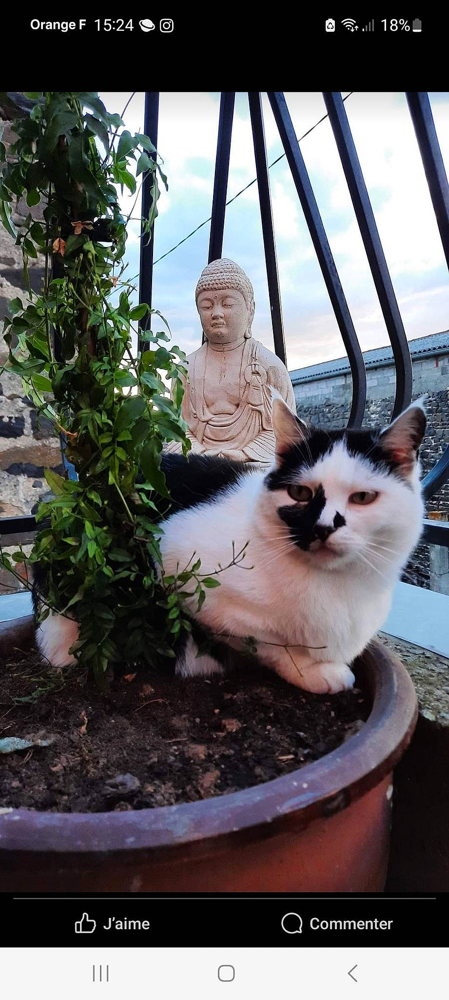 Minouchka a rejoint le concours — aidez-le/la à gagner de superbes lots ! art, carnivore, cat, cloud, eye, fawn, felidae, flowerpot, fur, grass, houseplant, lawn_ornament, plant, sculpture, sky, small_to_medium_sized_cats, snout, statue, whiskers, wood