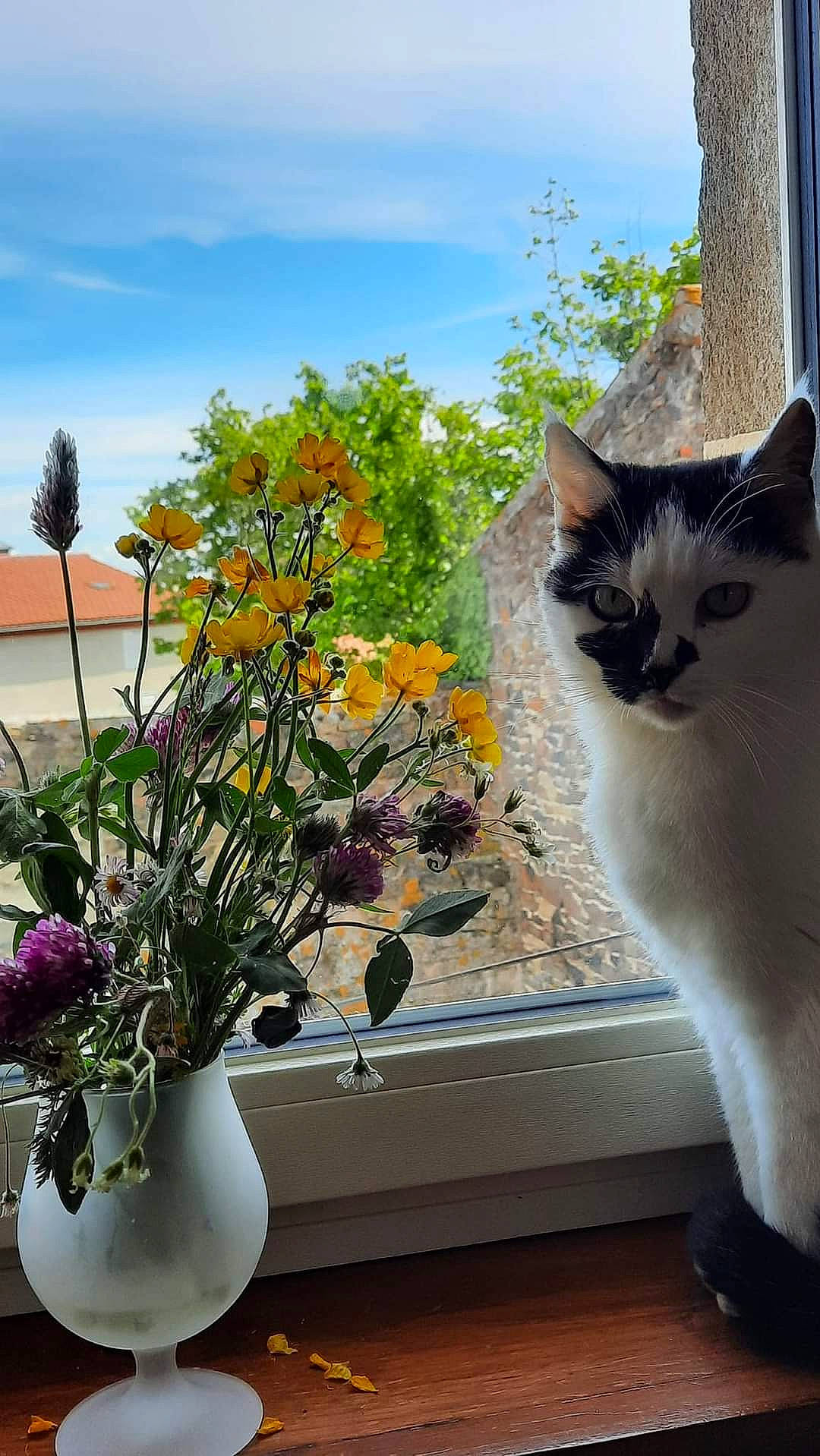 Minouchka a rejoint le concours — aidez-le/la à gagner de superbes lots ! carnivore, cat, cloud, door, felidae, flower, flowerpot, grass, houseplant, light, petal, plant, sky, small_to_medium_sized_cats, tail, tree, vase, whiskers, window, wood