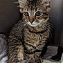 cat, kitten, tabby, fur, whiskers, ears, eyes, tail, pet, animal, cute, indoor, quilt, cozy, sitting, feline, young, domestic, soft, curious