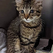Tiger is registered to the contest to win money with this photo: cat, kitten, tabby, fur, whiskers, ears, eyes, tail, pet, animal, cute, indoor, quilt, cozy, sitting, feline, young, domestic, soft, curious