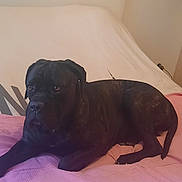 Tina a rejoint le concours — aidez-le/la à gagner de superbes lots ! animal, bed, black_dog, blanket, calm, canine, cozy, dog, domestic_animal, fur, headboard, indoor, looking_away, lying_down, mammal, pet, pink_blanket, relaxed, resting, room