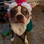 Bosco is registered to the contest to win money with this photo: dog, boston_terrier, costume, elf_hat, white_beard, pet, indoor, carpet, household_items, wide_eyes, brown_white_fur, toy, green_bone, floor, cute, animal, festive, christmas, portrait, looking_at_camera