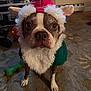 dog, boston_terrier, costume, elf_hat, white_beard, pet, indoor, carpet, household_items, wide_eyes, brown_white_fur, toy, green_bone, floor, cute, animal, festive, christmas, portrait, looking_at_camera
