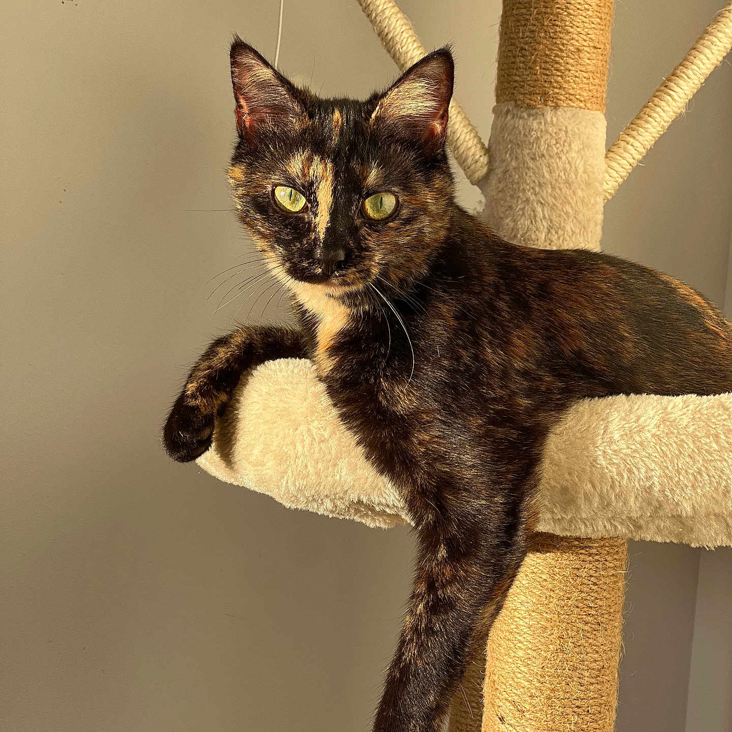 Chipie a rejoint le concours — aidez-le/la à gagner de superbes lots ! abyssinian, accessories, angora, animal, armchair, blackcat, brasssection, cat, chair, egyptiancat, furniture, hardwood, horn, kitten, manx, musicalinstrument, pet, siamese, strap, wood