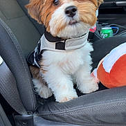 Raj joined the competition — help win amazing prizes! animal, black, brown, can, car_interior, cute, dog, fluffy, fur, indoor, jacket, pet, puppy, seat, seatbelt, small_dog, toy, vehicle, white, window