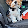 animal, black, brown, can, car_interior, cute, dog, fluffy, fur, indoor, jacket, pet, puppy, seat, seatbelt, small_dog, toy, vehicle, white, window