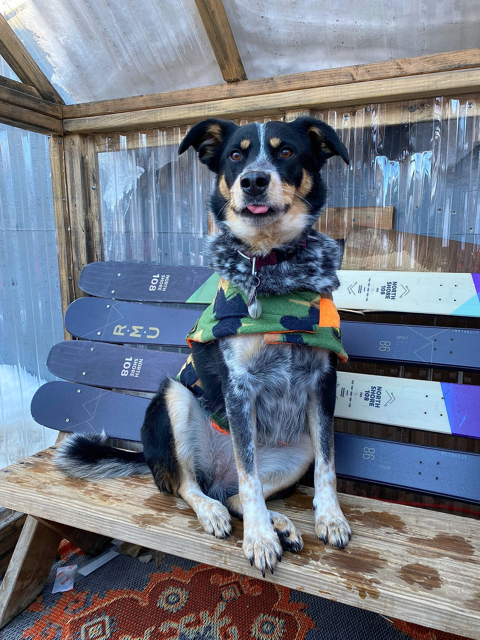 Maya is registered to the contest to win money with this photo: art, canidae, carnivore, collar, companion_dog, dog, dog_breed, dog_collar, dog_supply, fur, mammal, pet_supply, snout, sporting_group, tail, wood, working_animal, working_dog