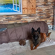 Raven participe au concours pour gagner de l'argent avec cette photo : animal, blanket, brown, companion, couch, cozy, decor, dog, domestic, fur, furniture, indoor, living_room, mountain_landscape, pet, rabbit, resting, table, window_painting, wooden_wall