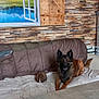 animal, blanket, brown, companion, couch, cozy, decor, dog, domestic, fur, furniture, indoor, living_room, mountain_landscape, pet, rabbit, resting, table, window_painting, wooden_wall