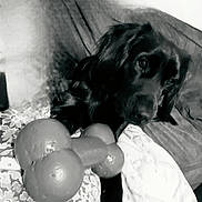 Vic a rejoint le concours — aidez-le/la à gagner de superbes lots ! dog, black_dog, toy, bone_toy, couch, blanket, indoor, pet, animal, fur, laying_down, curious, monochrome, black_and_white, close_up, portrait, relaxed, home, companion, domestic_animal