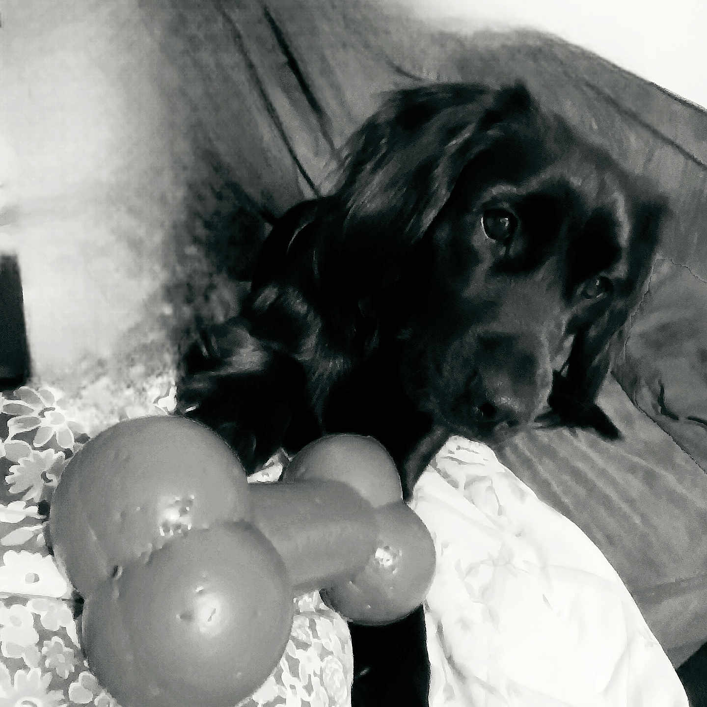 Vic a rejoint le concours — aidez-le/la à gagner de superbes lots ! animal, black_and_white, black_dog, blanket, bone_toy, close_up, companion, couch, curious, dog, domestic_animal, fur, home, indoor, laying_down, monochrome, pet, portrait, relaxed, toy