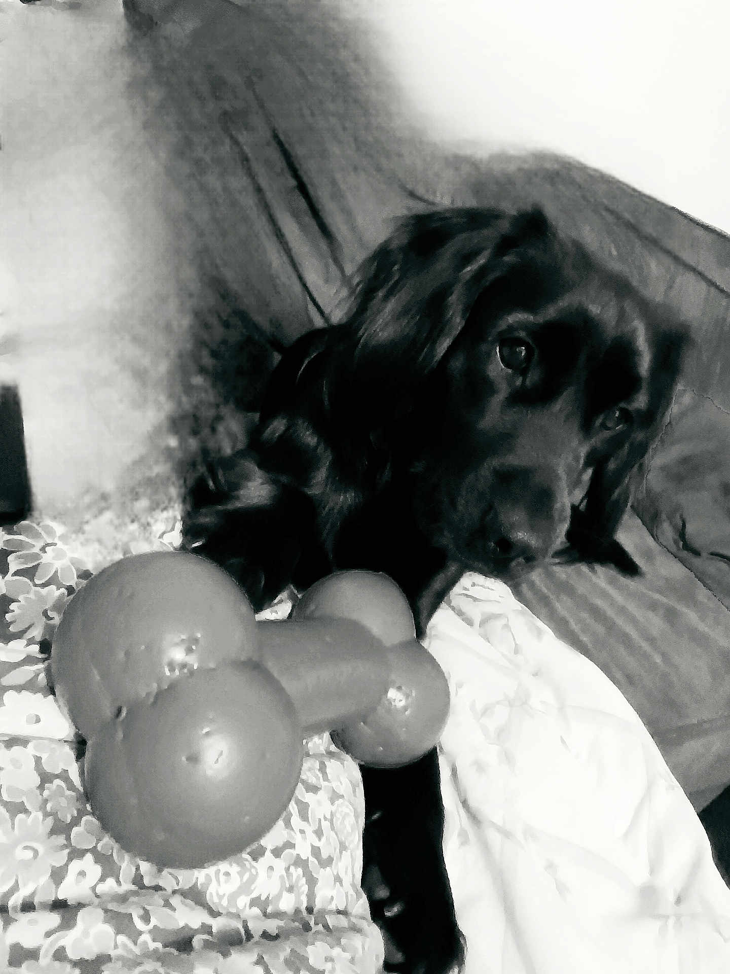 Vic a rejoint le concours — aidez-le/la à gagner de superbes lots ! dog, black_dog, toy, bone_toy, couch, blanket, indoor, pet, animal, fur, laying_down, curious, monochrome, black_and_white, close_up, portrait, relaxed, home, companion, domestic_animal