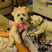 Leia joined the competition — help win amazing prizes! dog, puppy, white_dog, pet_clothing, pink_bow, living_room, sofa, person, legs, couch, floor, television, table, home_interior, furniture, playful, cute, domestic_animal, indoor, pet
