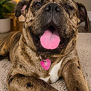 Meeka joined the competition — help win amazing prizes! dog, brindle, tongue_out, pet, indoor, carpet, lamp, plant, collar, heart_shaped_tag, relaxed, close_up, canine, paw, fur, friendly, smiling, home, animal, cute