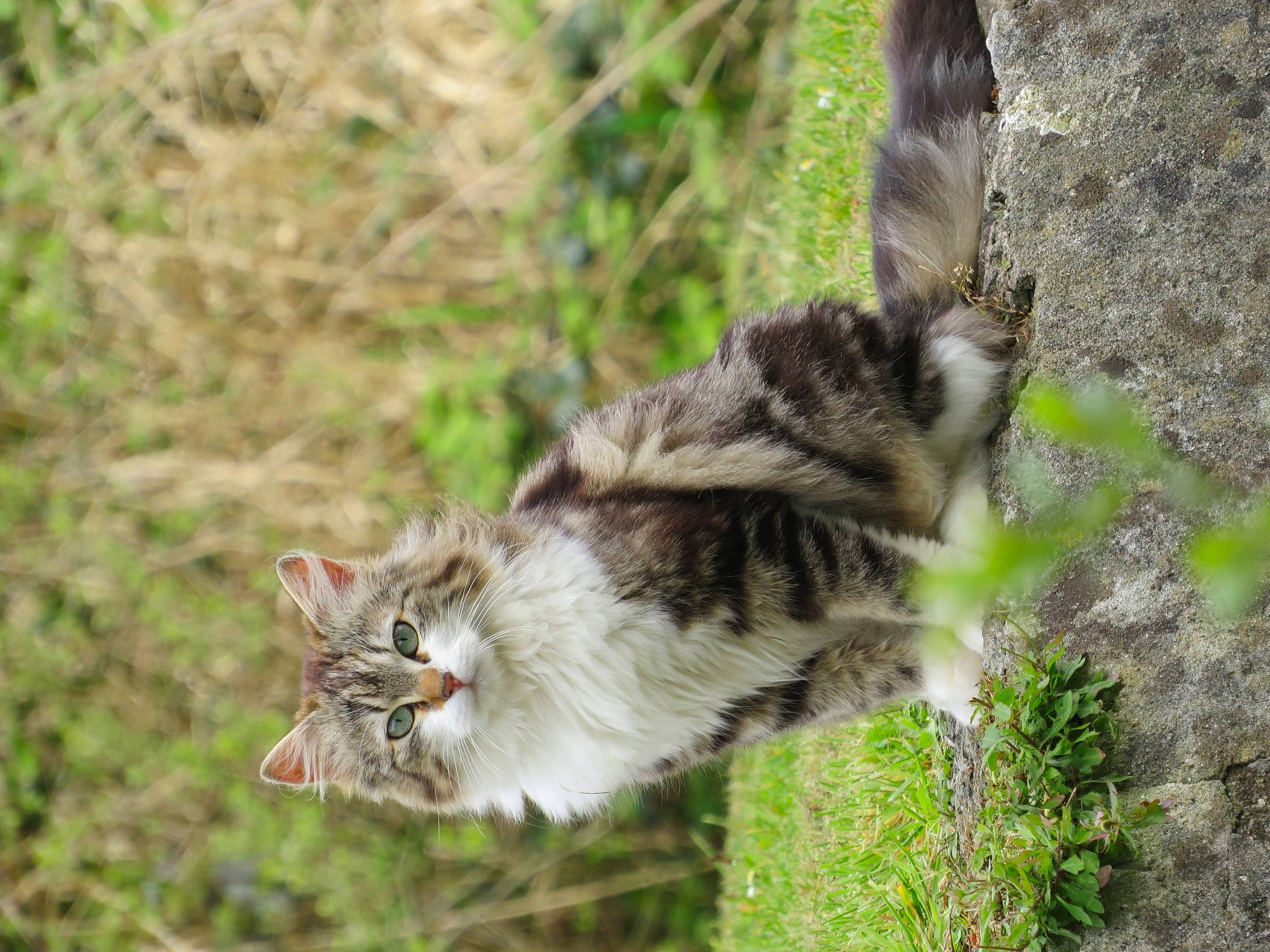 Bibou a rejoint le concours — aidez-le/la à gagner de superbes lots ! canidae, carnivore, cat, domestic_short_haired_cat, felidae, fur, grass, grass_family, paw, plant, small_to_medium_sized_cats, snout, soil, tail, terrestrial_animal, tree, trunk, whiskers, wildlife