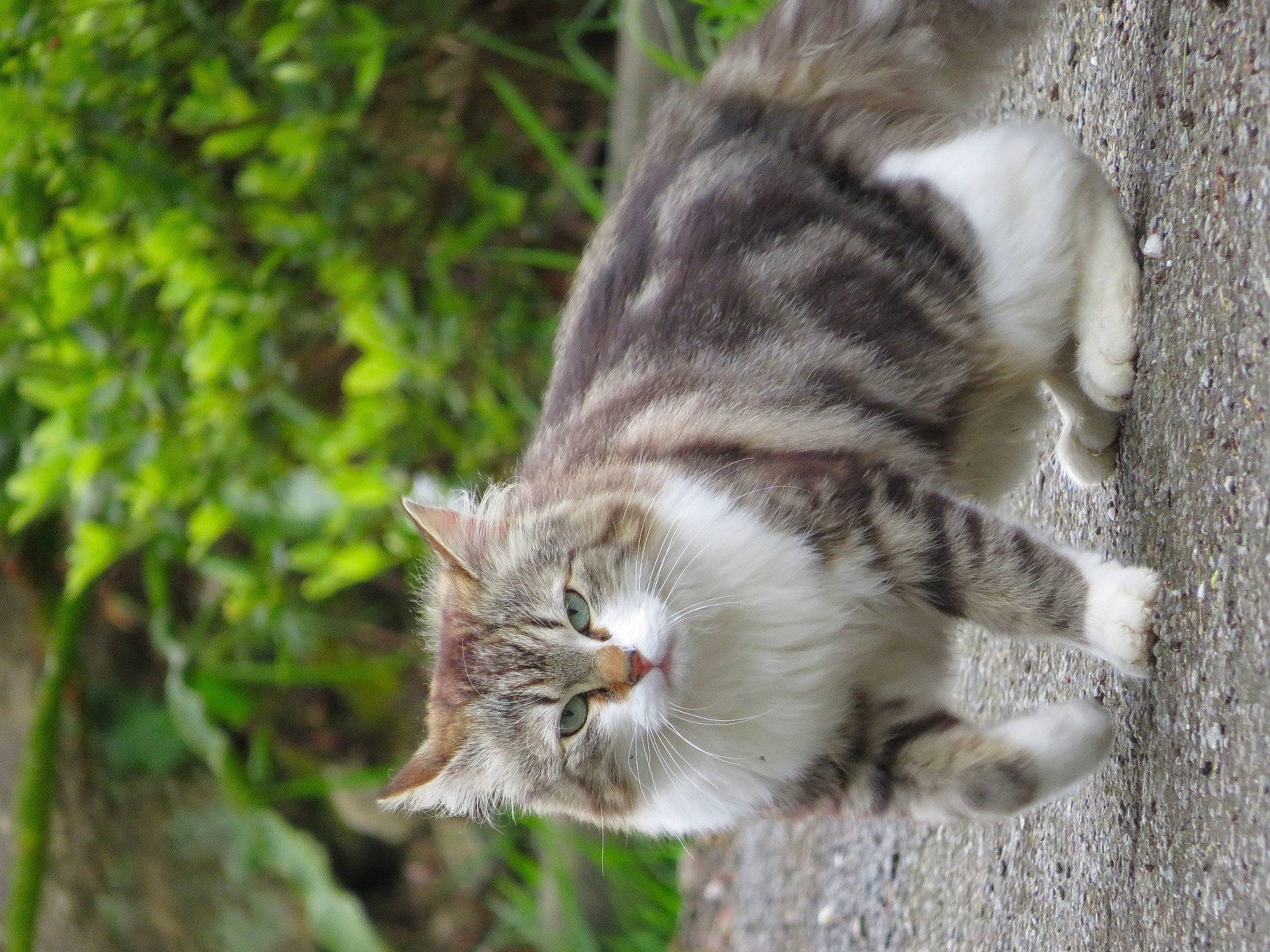 Bibou a rejoint le concours — aidez-le/la à gagner de superbes lots ! carnivore, cat, claw, domestic_short_haired_cat, eye, fawn, felidae, fur, grass, paw, plant, small_to_medium_sized_cats, tail, terrestrial_animal, tree, whiskers, wildlife, window, wood