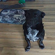 Bear joined the competition — help win amazing prizes! animal, black_dog, calm, canine, companion, dog, domestic, ears, face, floor, four_legs, home, indoor, looking, mat, paw, pet, sitting, white_patch, wooden_floor