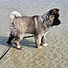 dog, puppy, water, beach, shallow_water, fur, animal, pet, outdoor, nature, ripples, curled_tail, leash, standing, side_view, focused, wet_fur, calm, sunlight, sand