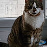 Coockie participe au concours pour gagner de l'argent avec cette photo :