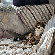 Coockie a rejoint le concours — aidez-le/la à gagner de superbes lots ! cat, tabby_cat, striped_couch, cushions, blanket, window, sunlight, indoor, relaxed, pet, feline, cozy, resting, fur, whiskers, paws, home, comfy, daylight, nap