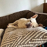 Storm is registered to the contest to win money with this photo: dog, sleeping, couch, pillow, white_dog, indoor, pet, resting, cozy, relaxed, fur, snout, ears, home, blanket, comfort, peaceful, animal, canine, nap