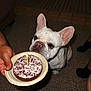 dog, french_bulldog, cake, birthday_candle, person, hand, carpet, indoor, celebration, food, sniffing, pet, animal, furniture, floor, legs, sitting, curious, white_dog, closeup