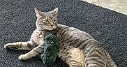Pickles is registered to the contest to win money with this photo: animal, cat, collar, curious, domestic_cat, floor, fur, gray, indoor, lying_down, mat, pet, plush, relaxed, resting, side_view, striped, tabby, toy, whiskers