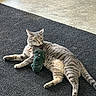 animal, cat, collar, curious, domestic_cat, floor, fur, gray, indoor, lying_down, mat, pet, plush, relaxed, resting, side_view, striped, tabby, toy, whiskers