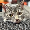 Pickles joined the competition — help win amazing prizes! animal, carpet, cat, close_up, curious, cute, domestic_cat, ears, face, feline, focused, fur, golden_eyes, gray_tabby, indoor, lying_down, mammal, pet, resting, whiskers