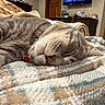 animal, bedroom, blanket, cat, close_up, comfortable, cozy, cute, domestic, feline, fur, home, indoor, pet, relaxing, resting, sleeping, soft_texture, tabby, whiskers
